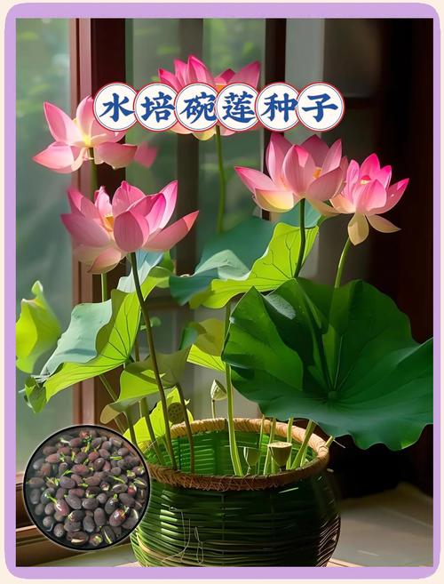 碗莲发芽后水培要注意什么？-第3张图片-吾爱花网