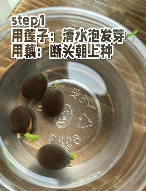 碗莲发芽后水培要注意什么？-第1张图片-吾爱花网