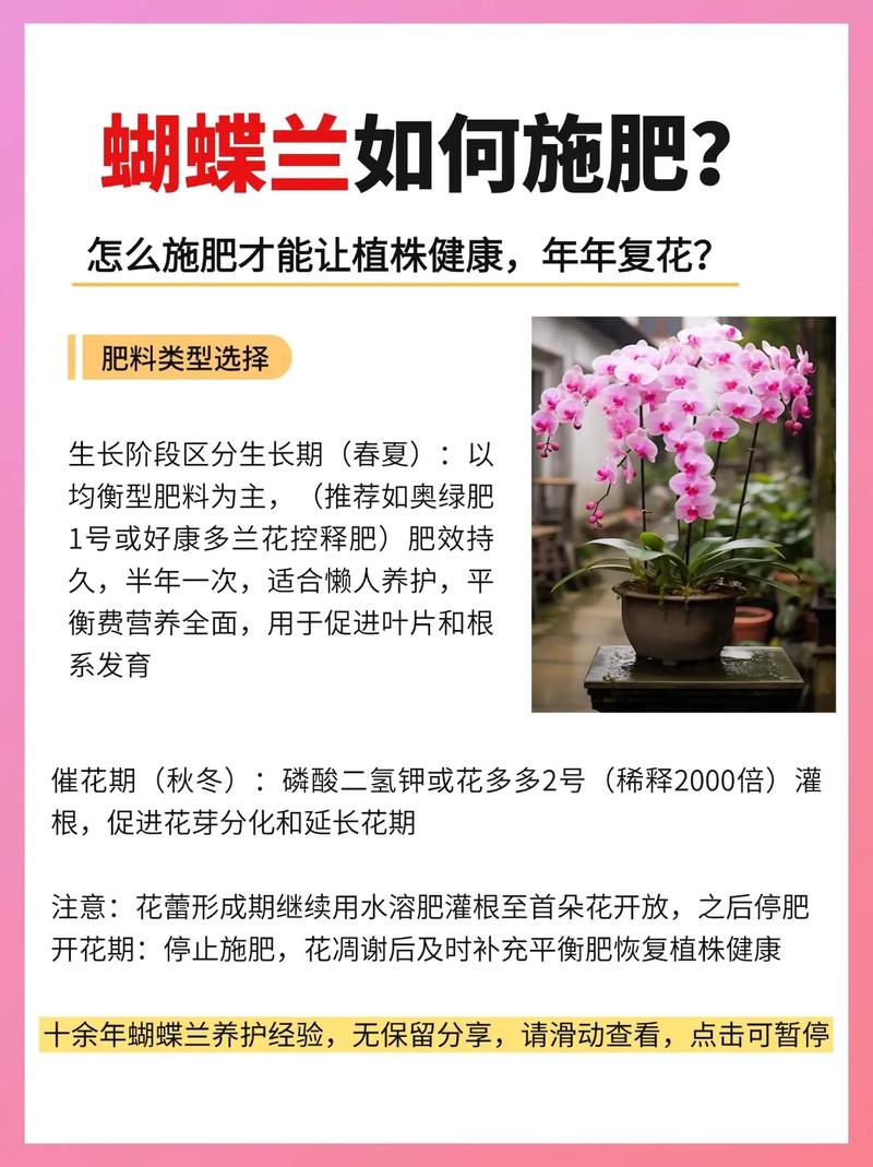 水培蝴蝶兰冬季施肥怎么施？-第2张图片-吾爱花网