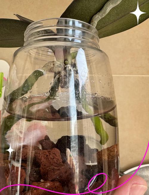 水培蝴蝶兰冬季施肥怎么施？-第1张图片-吾爱花网