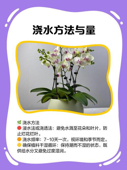 水培蝴蝶兰冬季施肥怎么施？-第3张图片-吾爱花网