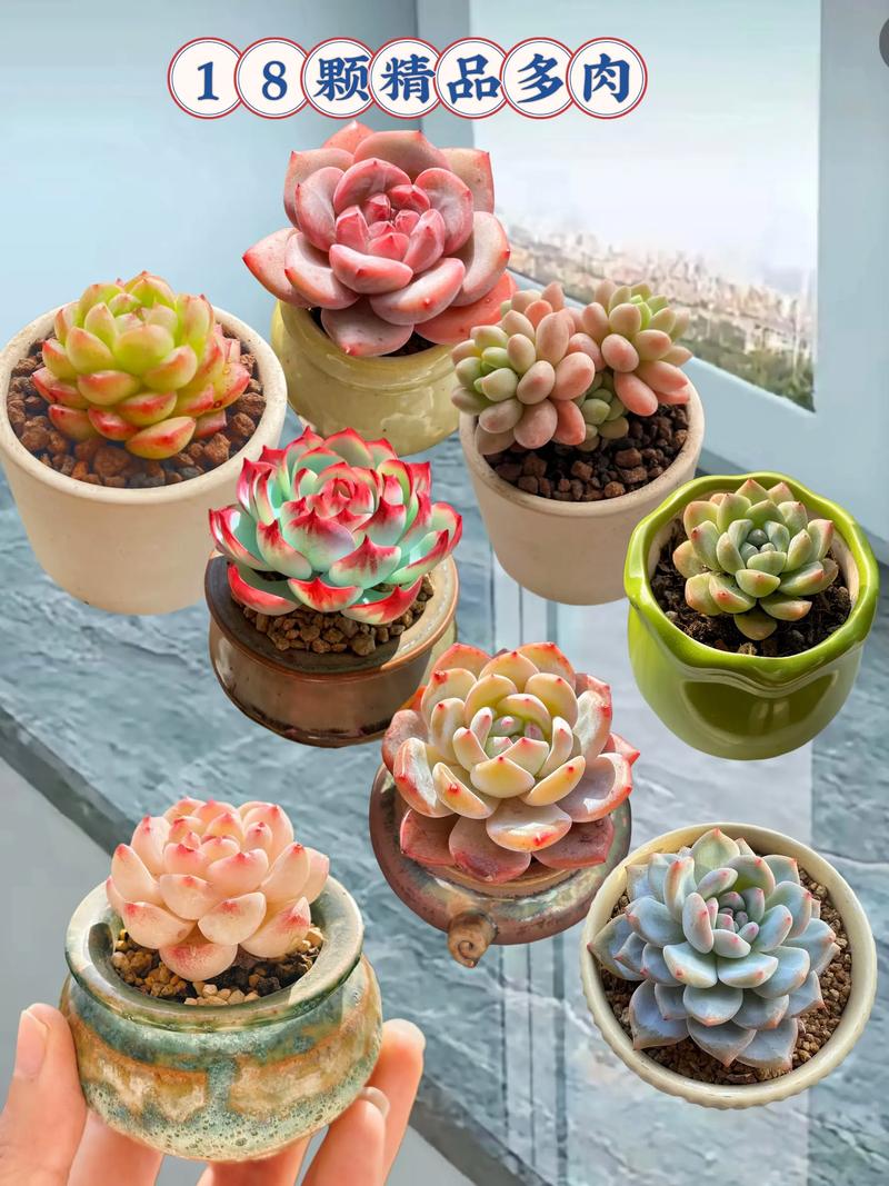 自己在家种多肉，怎么养才好看？-第1张图片-吾爱花网