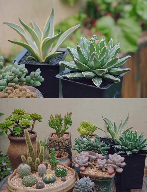 自己在家种多肉，怎么养才好看？-第2张图片-吾爱花网
