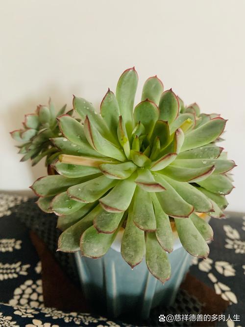 多肉白天剪花剑合适吗？-第3张图片-吾爱花网