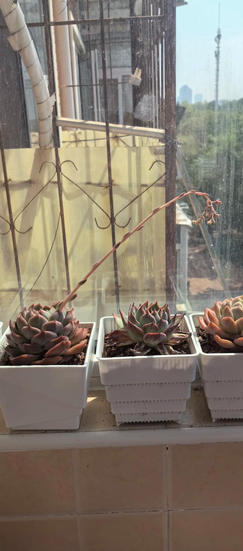 多肉白天剪花剑合适吗？-第1张图片-吾爱花网