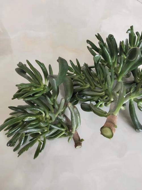 长得像珊瑚的多肉叫什么？-第1张图片-吾爱花网