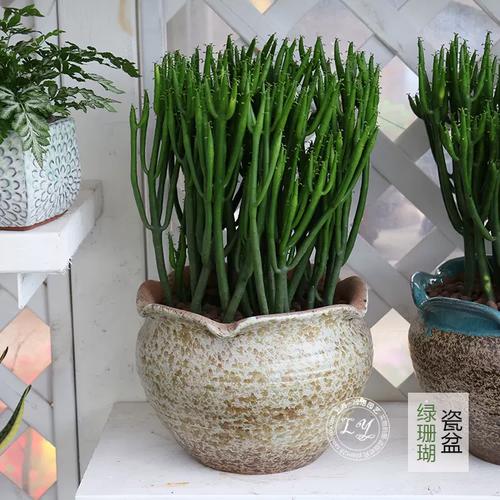 长得像珊瑚的多肉叫什么？-第2张图片-吾爱花网