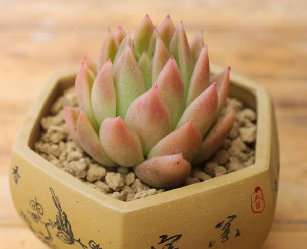 多肉相府莲怎么扦插？-第3张图片-吾爱花网