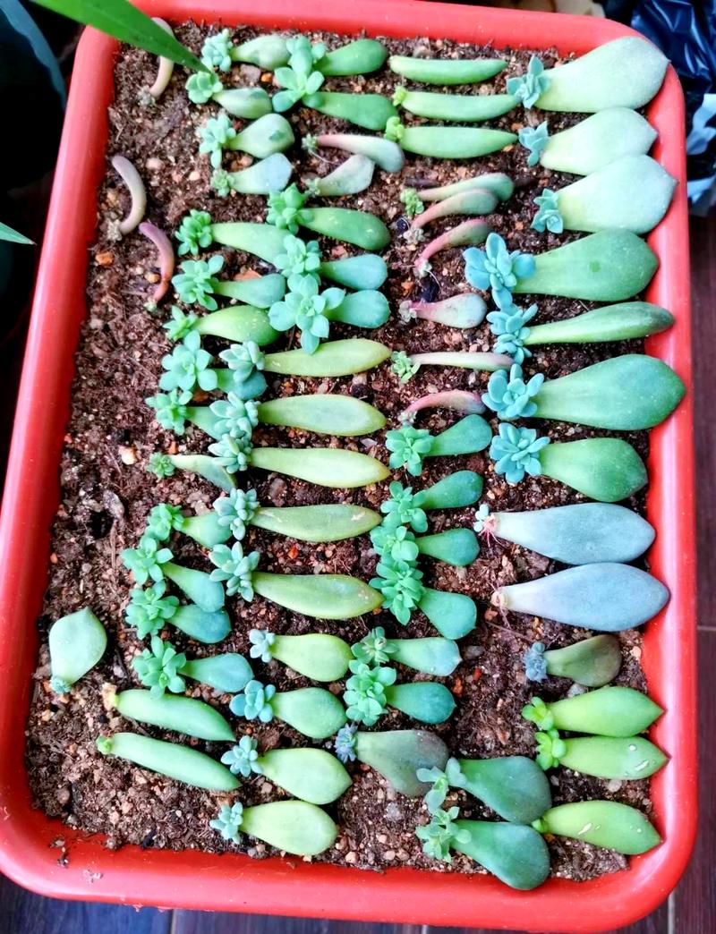 多肉相府莲怎么扦插？-第2张图片-吾爱花网