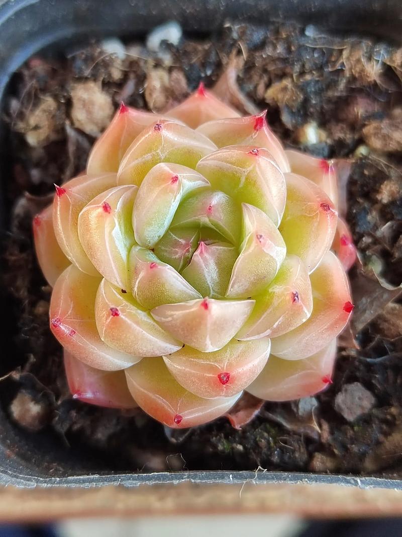 无土多肉不晒阳光能活吗？-第2张图片-吾爱花网