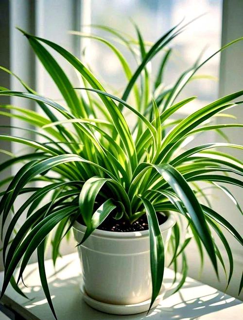 吊兰土栽还是水培好？-第1张图片-吾爱花网