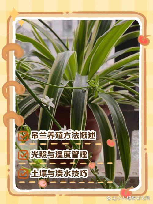 吊兰土栽还是水培好？-第2张图片-吾爱花网