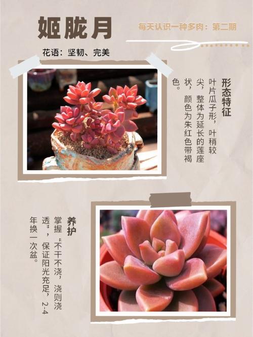 多肉开花图片名称有哪些？-第2张图片-吾爱花网