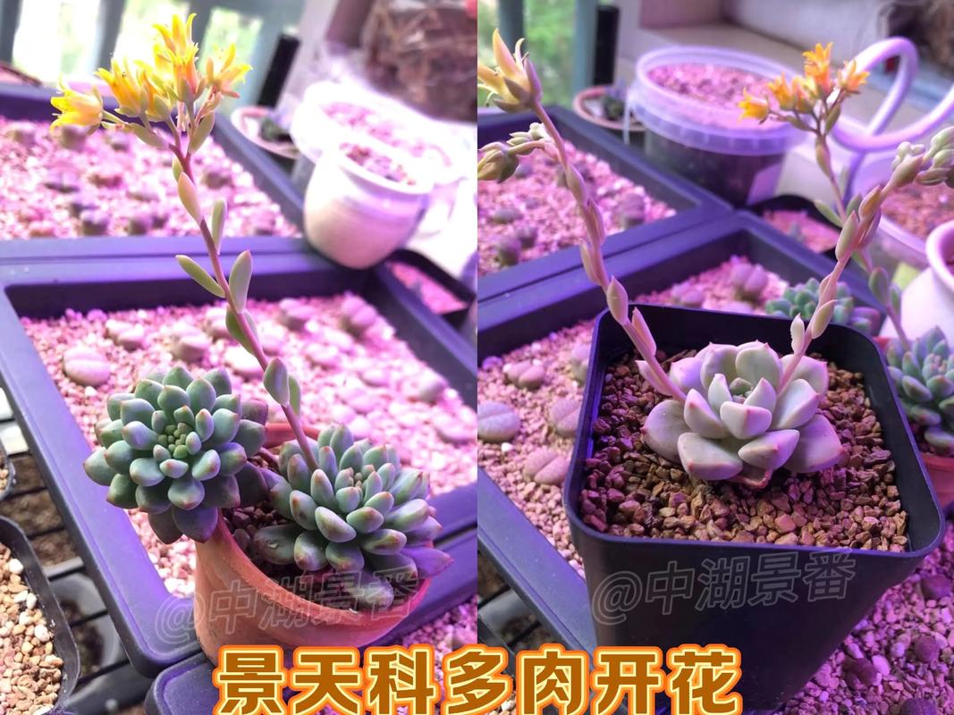 多肉开花图片名称有哪些？-第3张图片-吾爱花网