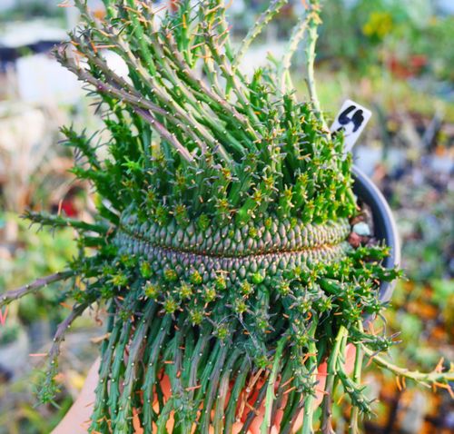 孔雀丸多肉怎么养？-第1张图片-吾爱花网