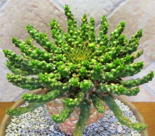 孔雀丸多肉怎么养？-第2张图片-吾爱花网