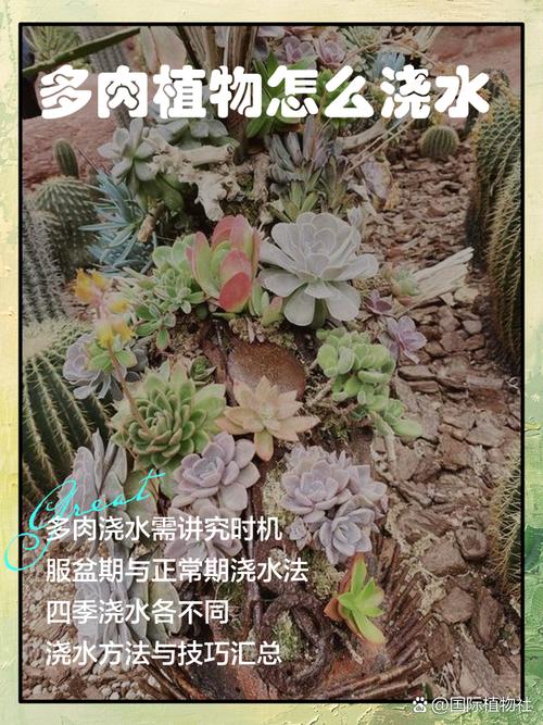 秋天多肉几天浇一次水？-第2张图片-吾爱花网