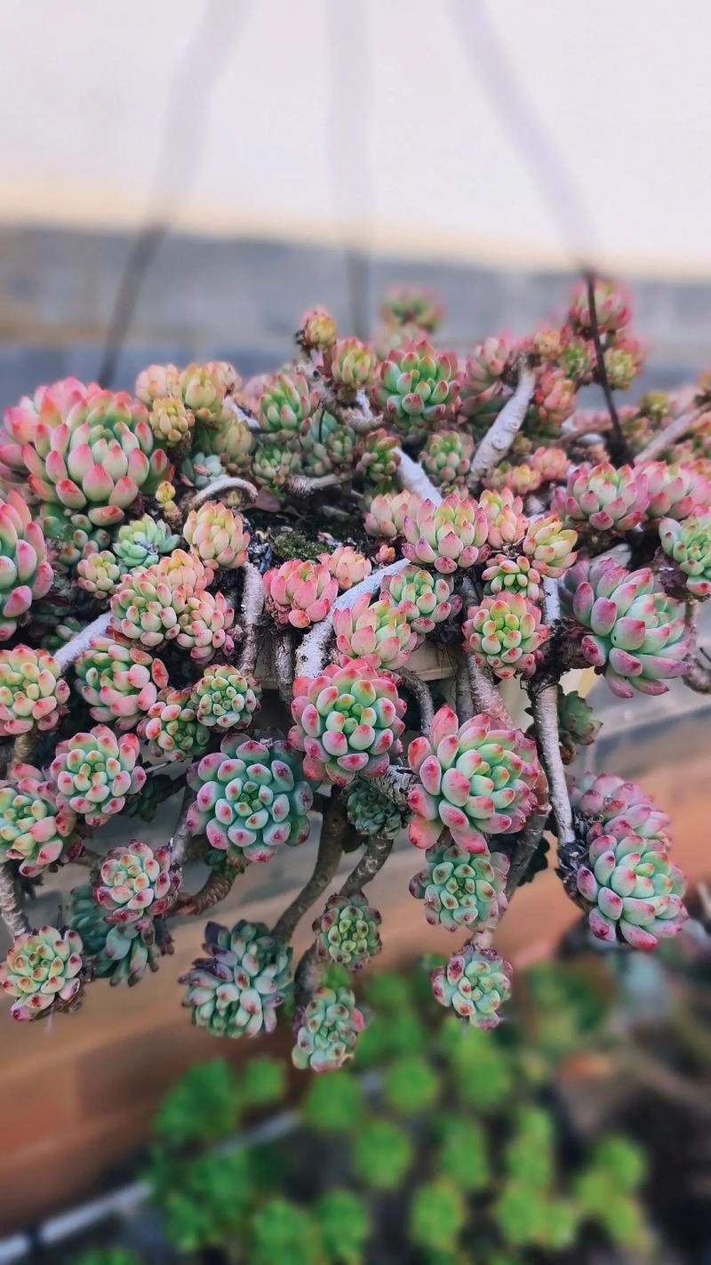 云南野生多肉有哪些珍稀品种？-第2张图片-吾爱花网