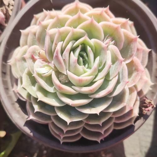 云南野生多肉有哪些珍稀品种？-第1张图片-吾爱花网