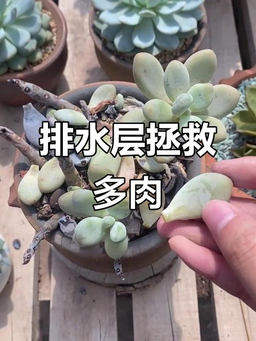 多肉叶片烂化水怎么办？-第1张图片-吾爱花网
