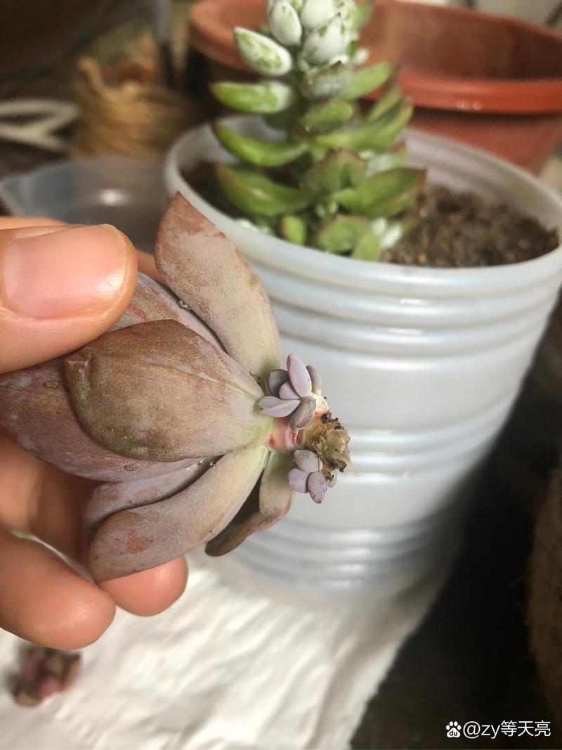 多肉叶片烂化水怎么办？-第3张图片-吾爱花网