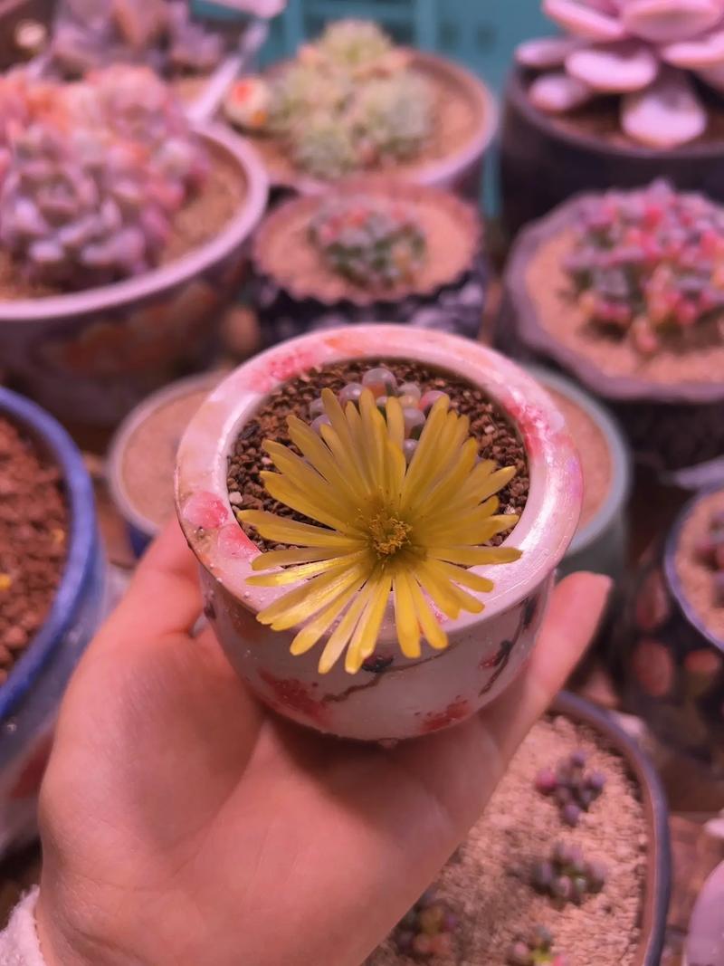 五十玲多肉怎么养？关键养护技巧有哪些？-第1张图片-吾爱花网