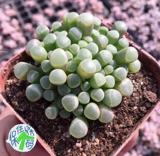 五十玲多肉怎么养？关键养护技巧有哪些？-第2张图片-吾爱花网