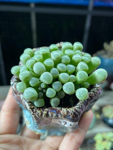 五十玲多肉怎么养？关键养护技巧有哪些？-第3张图片-吾爱花网