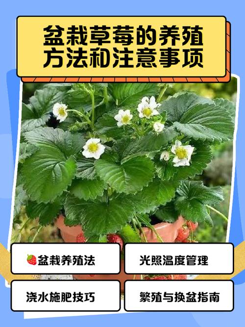 盆栽草莓如何提高成活率？-第1张图片-吾爱花网