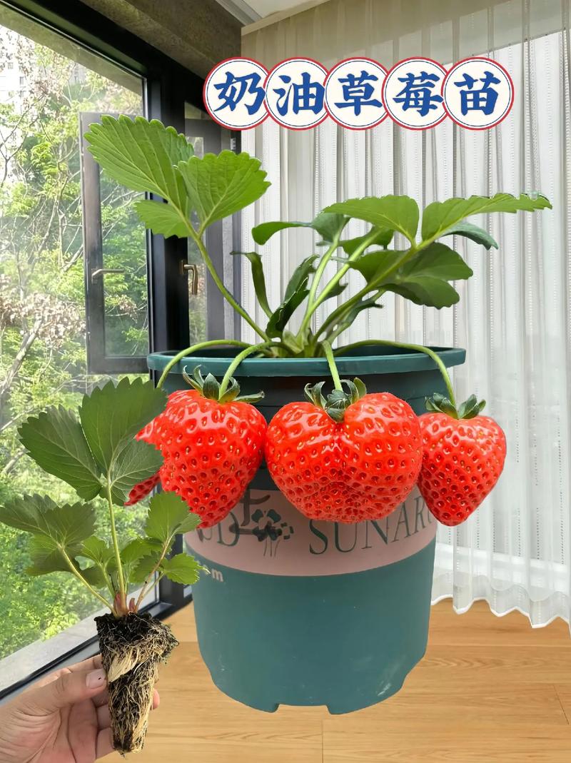 盆栽草莓如何提高成活率？-第3张图片-吾爱花网