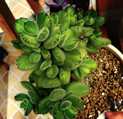 多肉小熊掌叶子掉光了怎么办？-第1张图片-吾爱花网