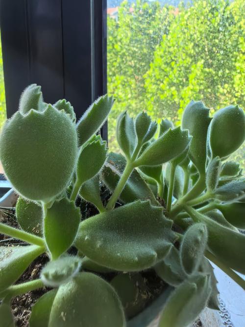 多肉小熊掌叶子掉光了怎么办？-第3张图片-吾爱花网