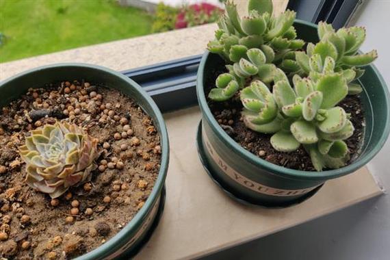 多肉小熊掌叶子掉光了怎么办？-第2张图片-吾爱花网