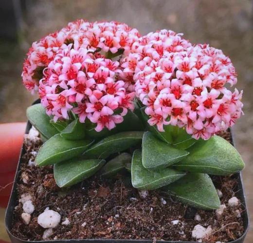 无毒名贵多肉适合家里养吗？-第2张图片-吾爱花网