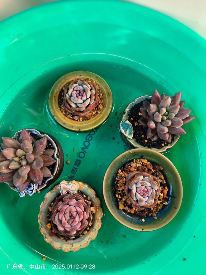 多肉皱巴巴了，到底要不要浇水？-第1张图片-吾爱花网