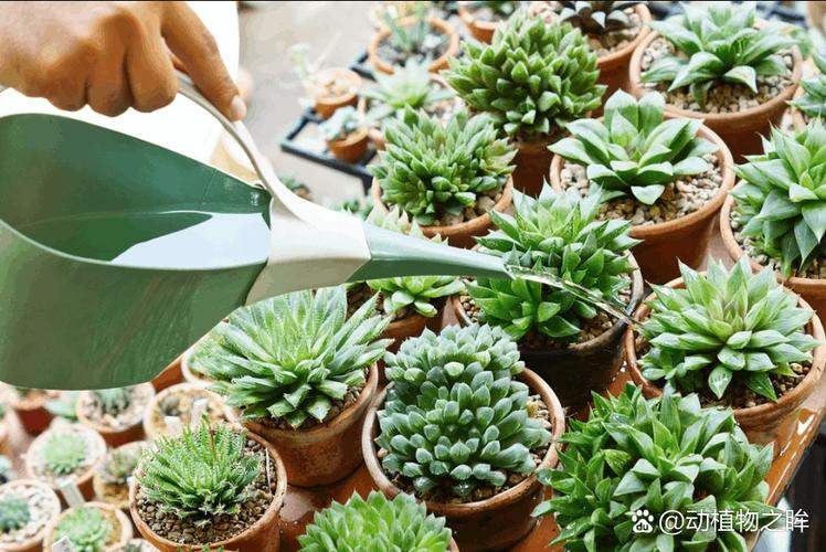 多肉皱巴巴了，到底要不要浇水？-第3张图片-吾爱花网