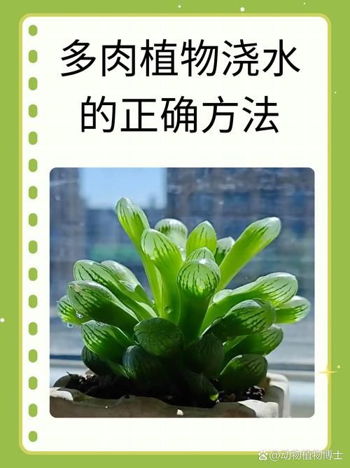 多肉皱巴巴了，到底要不要浇水？-第2张图片-吾爱花网