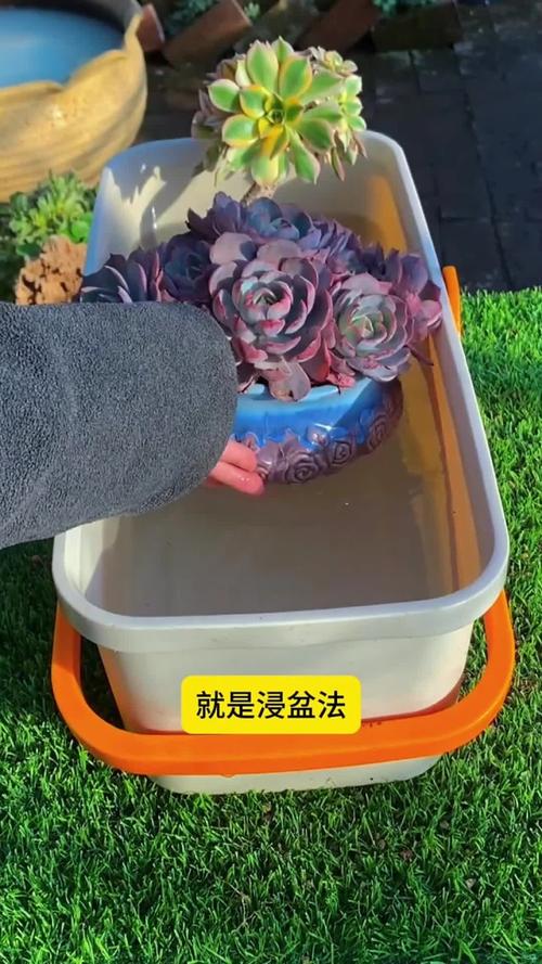 冬天晚上给多肉浇水了，会怎么样？-第2张图片-吾爱花网