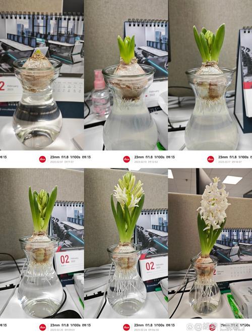 风信子水培多久能发芽？-第1张图片-吾爱花网