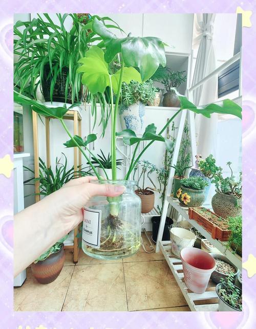 春羽水培器皿怎么加热？-第2张图片-吾爱花网