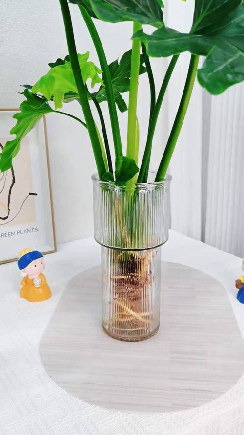 春羽水培器皿怎么加热？-第1张图片-吾爱花网