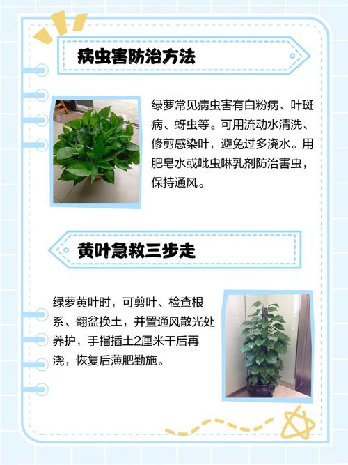 水培绿萝黄叶是缺营养还是根系问题？-第3张图片-吾爱花网