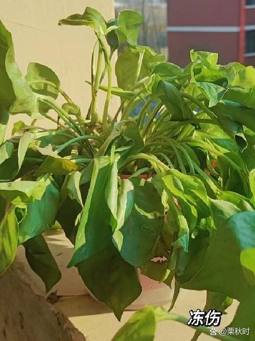 水培绿萝黄叶是缺营养还是根系问题？-第2张图片-吾爱花网