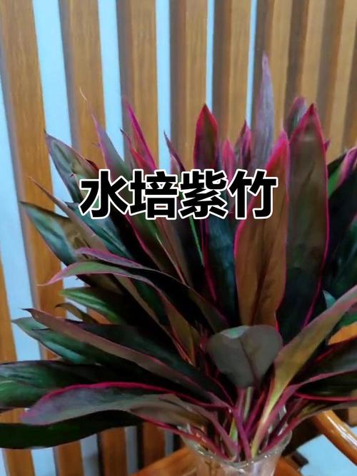 水培紫竹缺光会怎样？-第1张图片-吾爱花网