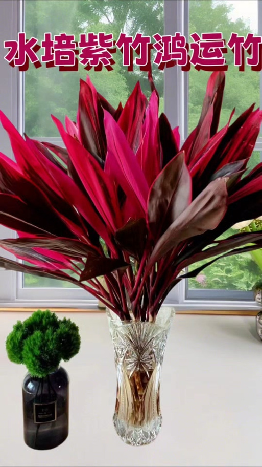水培紫竹缺光会怎样？-第3张图片-吾爱花网