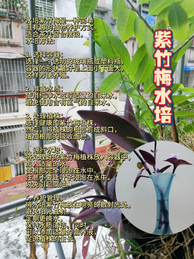 水培紫竹缺光会怎样？-第2张图片-吾爱花网