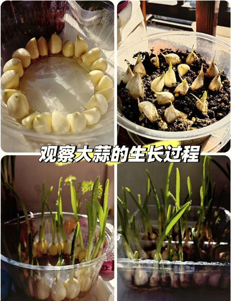 卧室水培大蒜如何做出美味？-第3张图片-吾爱花网