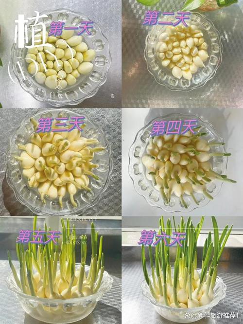 卧室水培大蒜如何做出美味？-第1张图片-吾爱花网