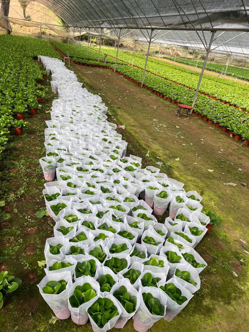 绿色多肉和豆瓣绿怎么区分？-第3张图片-吾爱花网