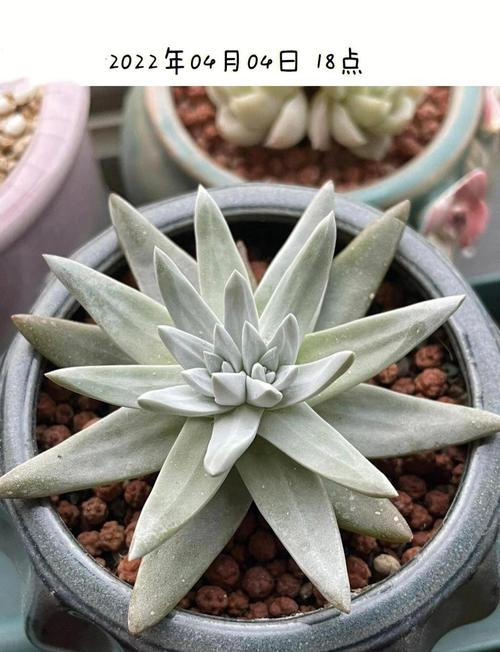 夏天适合入手白菊多肉吗？-第3张图片-吾爱花网